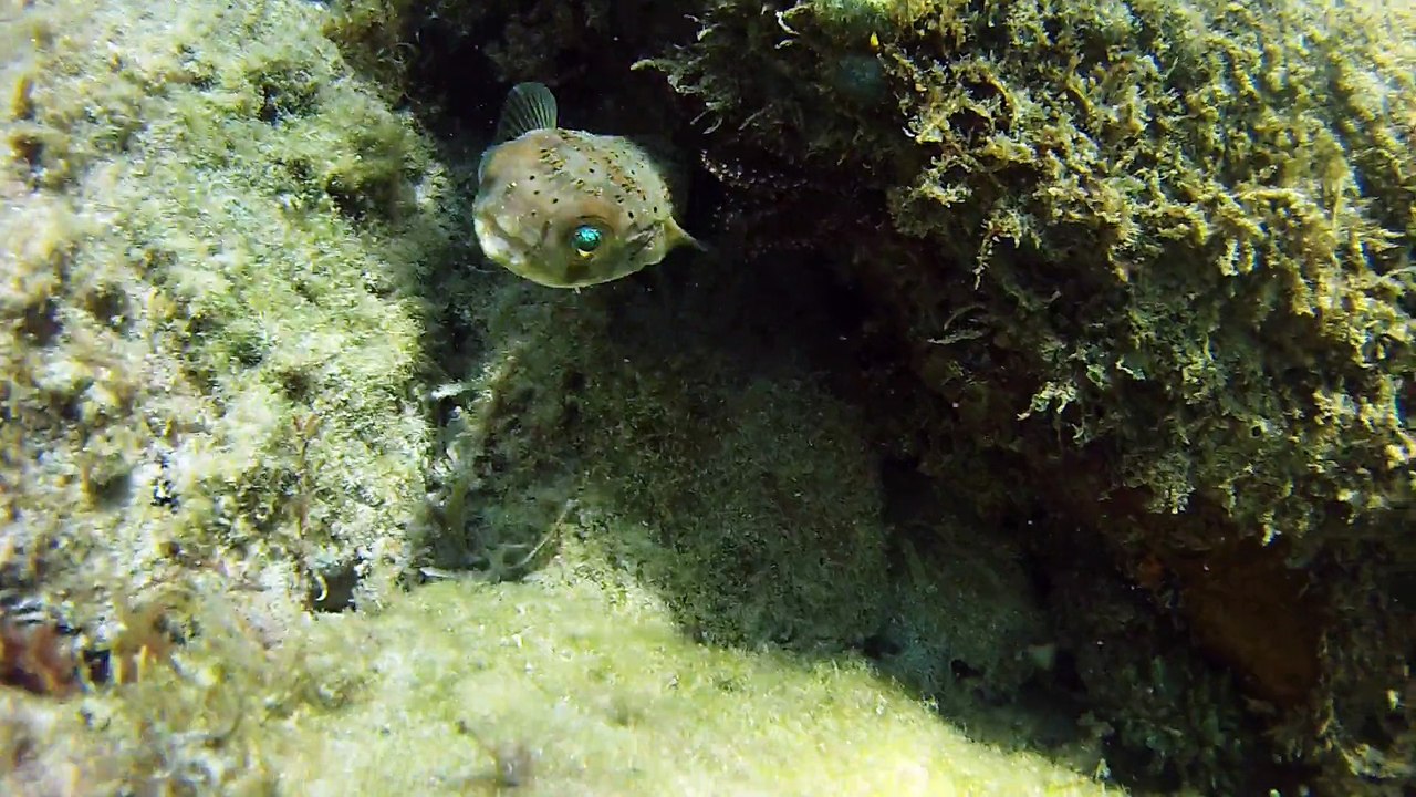 petit diodon aux yeux bleus