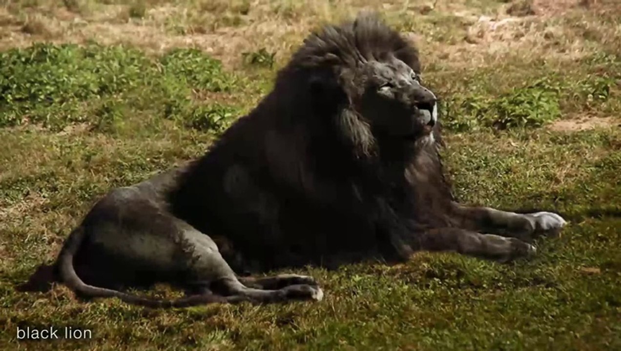 Black Lion and Most Strange_ Weirdest and Rarest Animals in the World