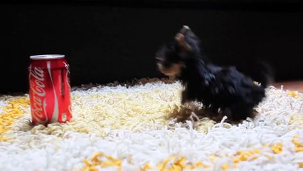 El perro mas pequeño del mundo