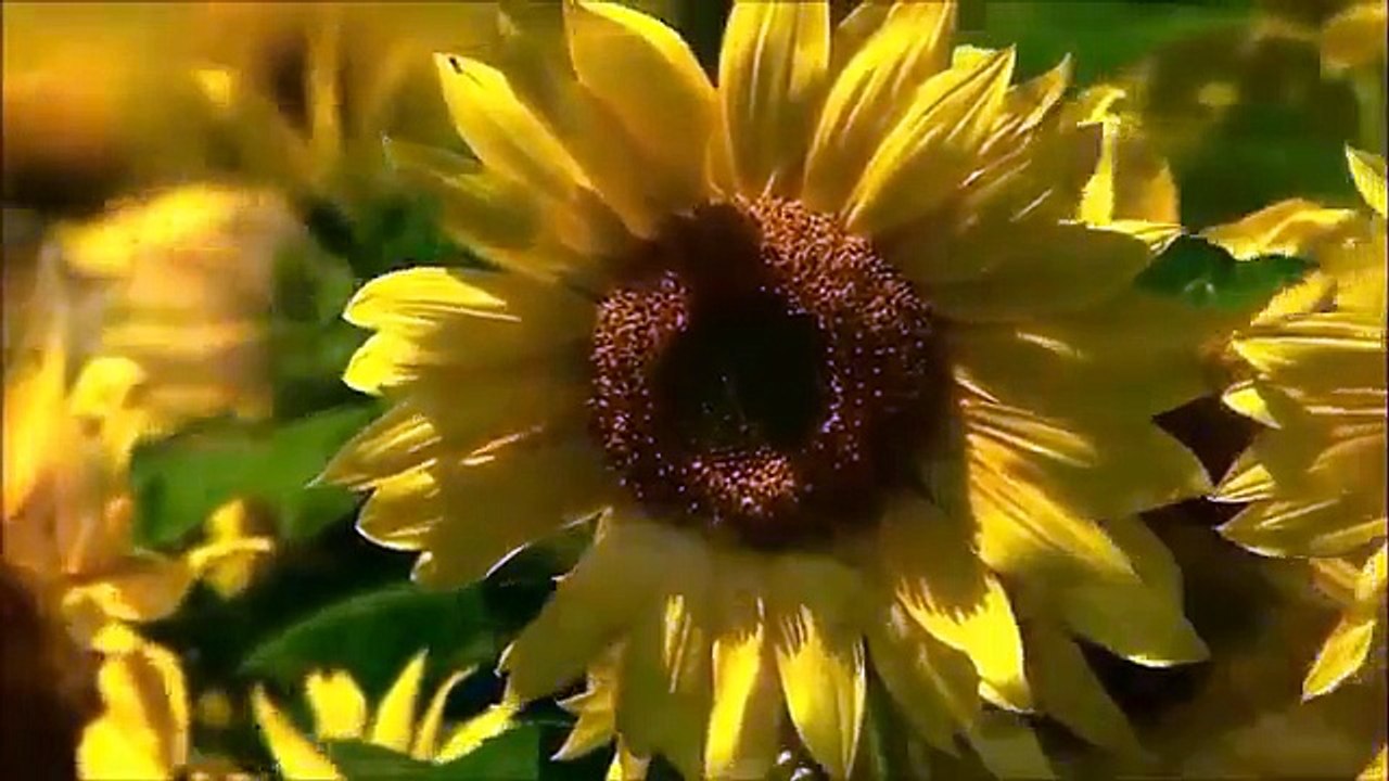 the most beautiful Quran Recitation__ Heart Touching __ Really emotional __by hafiz farrukh
