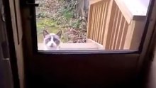 Кот пытается что то сказать