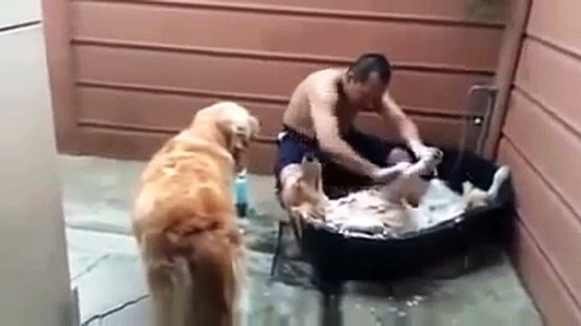 Собака кайфовака