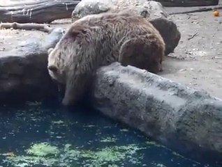 BEAR SAVES CROW FROM DROWNING