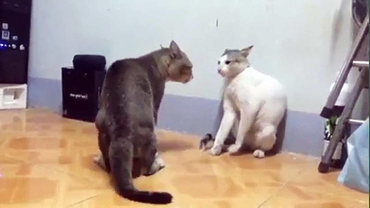 Cats Fight Upload By Raheel Heera