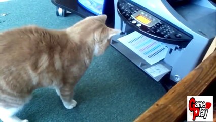 Best Ultimate Animal Fail Compilation __ Funny Animals Fails 2015