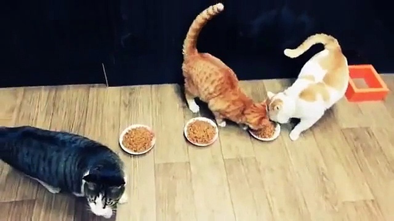 CİMRİ KEDİ NOLCEK