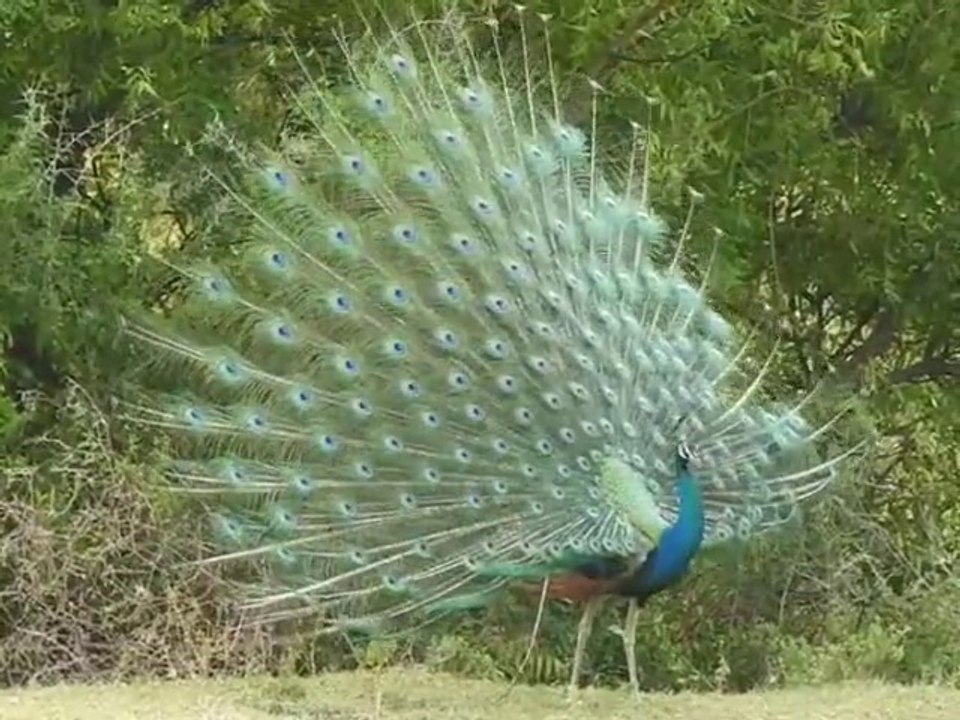 En regardant la beauté de cette créature!( Le Paon )