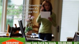 Cape Cod mold removal remediation services professionals Nantucket MA