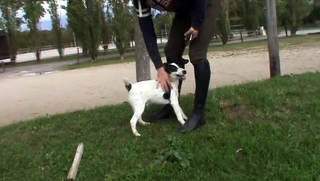 chiot LOF fox terrier poil lisse Lucky