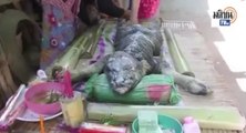 Crocodile étrange avec une tête de buffle