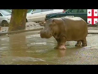 사자, 호랑이, 곰, 하마 등 동물원 동물들 10여마리가, 홍수로 인해, 동물원 탈출