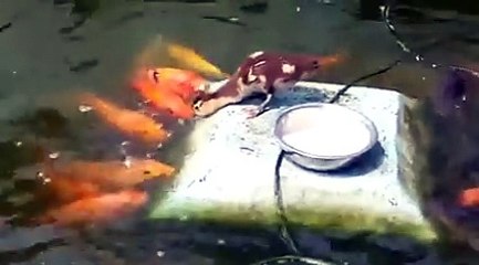 Amazing Animals  video Message