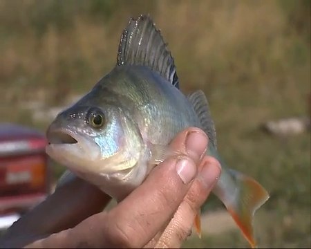 Рыбалка осенью, ловля на спиннинг, ловля окуня и щуки на спиннинг