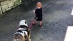 11-month-old trying to walk 80 pound bulldog