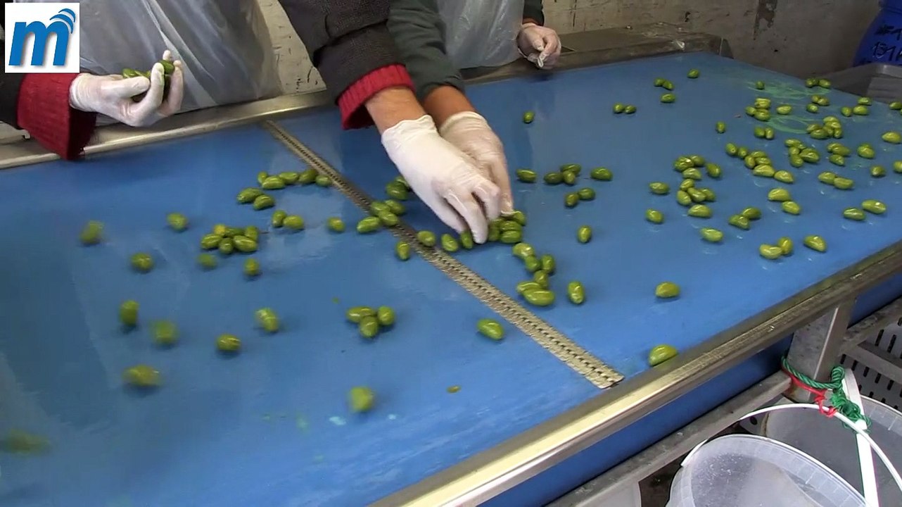 Récolte 2015 un bon cru pour l'olive Lucques