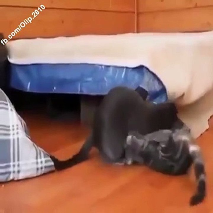 Dünyanın en komik en yeni kedi videoları burada