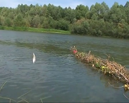Рыбалка на реке, ловля из под плетня, поплавочная ловля