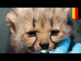 독일의 한 동물원, 사랑스러운 아기 치타 7마리를 선보여