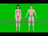 Heads shoulders knees and toes CUTE nursery rhyme sing along barney Beach bodies