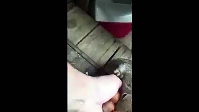 Squirrel Plays Chuby Bunny