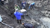 Woolly Mammoth Remains Unearthed in Michigan