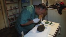 Brave Grandpa Hedgehog Goes to the Dentist