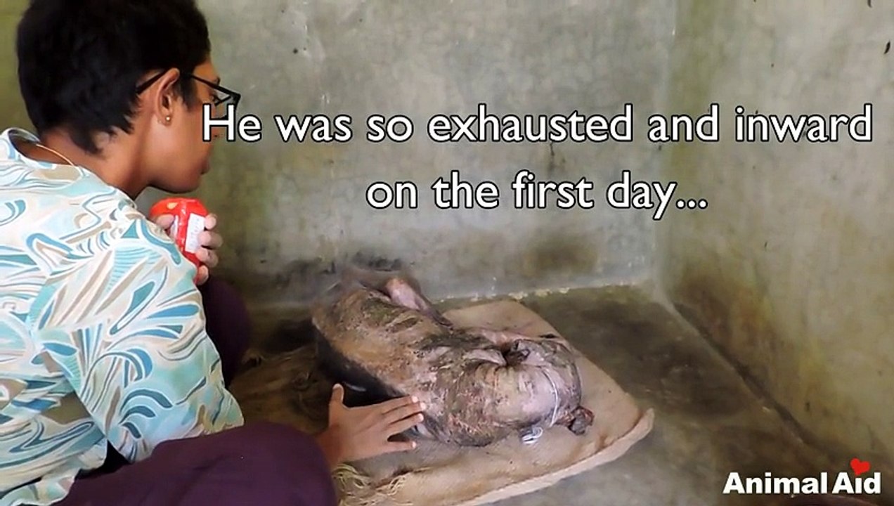 Ils ont sauvé un chien mourant et lui ont redonné une vraie vie en moins de 2 mois !