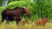 Chernobyl Exclusion Zone Teems With Animals