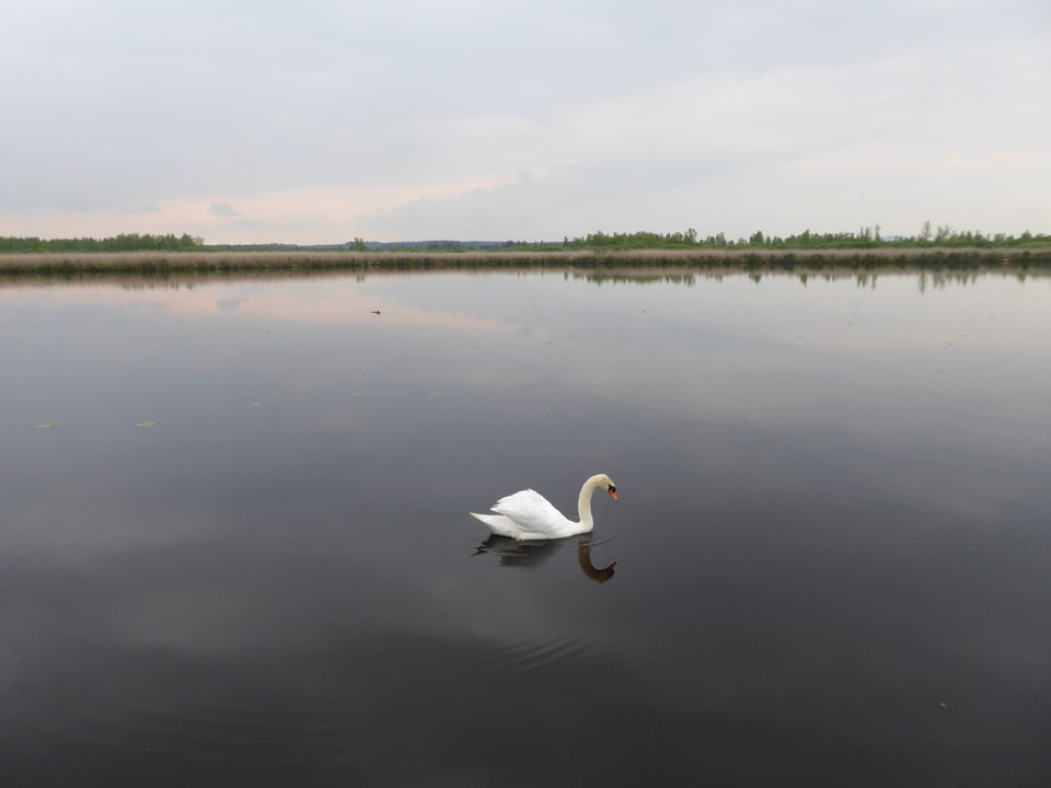 Wackelwald und Federsee (Bad Buchau)