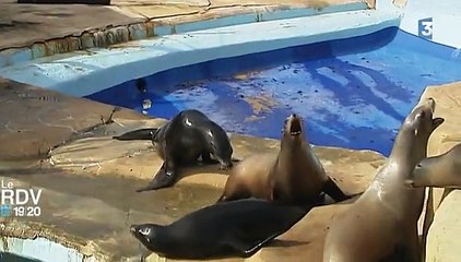 Marineland : 90% des installations dévastées par les inondations
