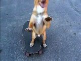 Skating Dog _ Video on FreeFunnyVideo.org