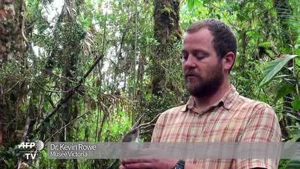 Le rat au nez plat : une nouvelle espèce découverte en Indonésie