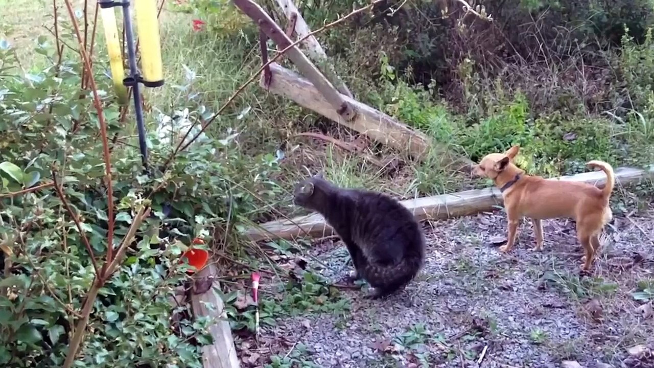 Why Dogs Are Better Than Cats