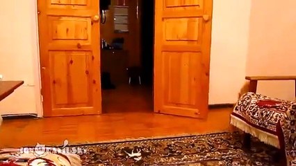 Cat Scared Of Super Mario Jump