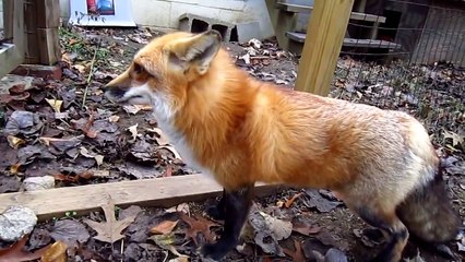 He Saw This Fox In His Yard - What Happens Is Too Cute For My Heart To Handle
