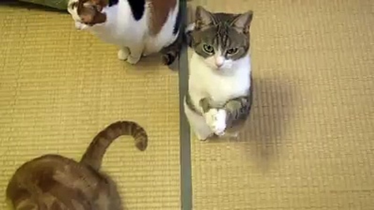 la plus belle chat sur dance :D