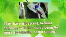 Luring Beautiful Birds With A Hand Blown Glass Hummingbird Feeder