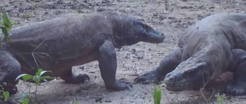 Dragons Play Fighting on Komodo Island