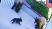 French bulldog fights off three bears that are five times bigger than itself