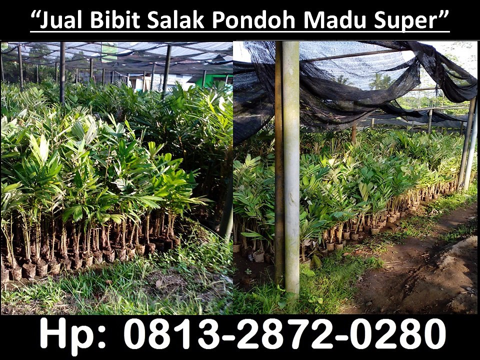 0813-2872-0280, Bibit Salak Pondoh Madu, Jual Bibit Salak Pondoh Sleman