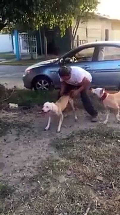 This dogs amazing!!