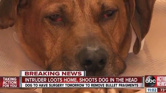 Dog Survives Gunshot to Head During Burglary of Owner's Home in Florida