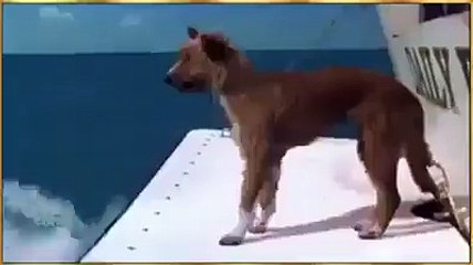 Dolphin save the dog in sea