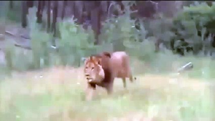 Lion attacks Bear _  Bear vs  Lion