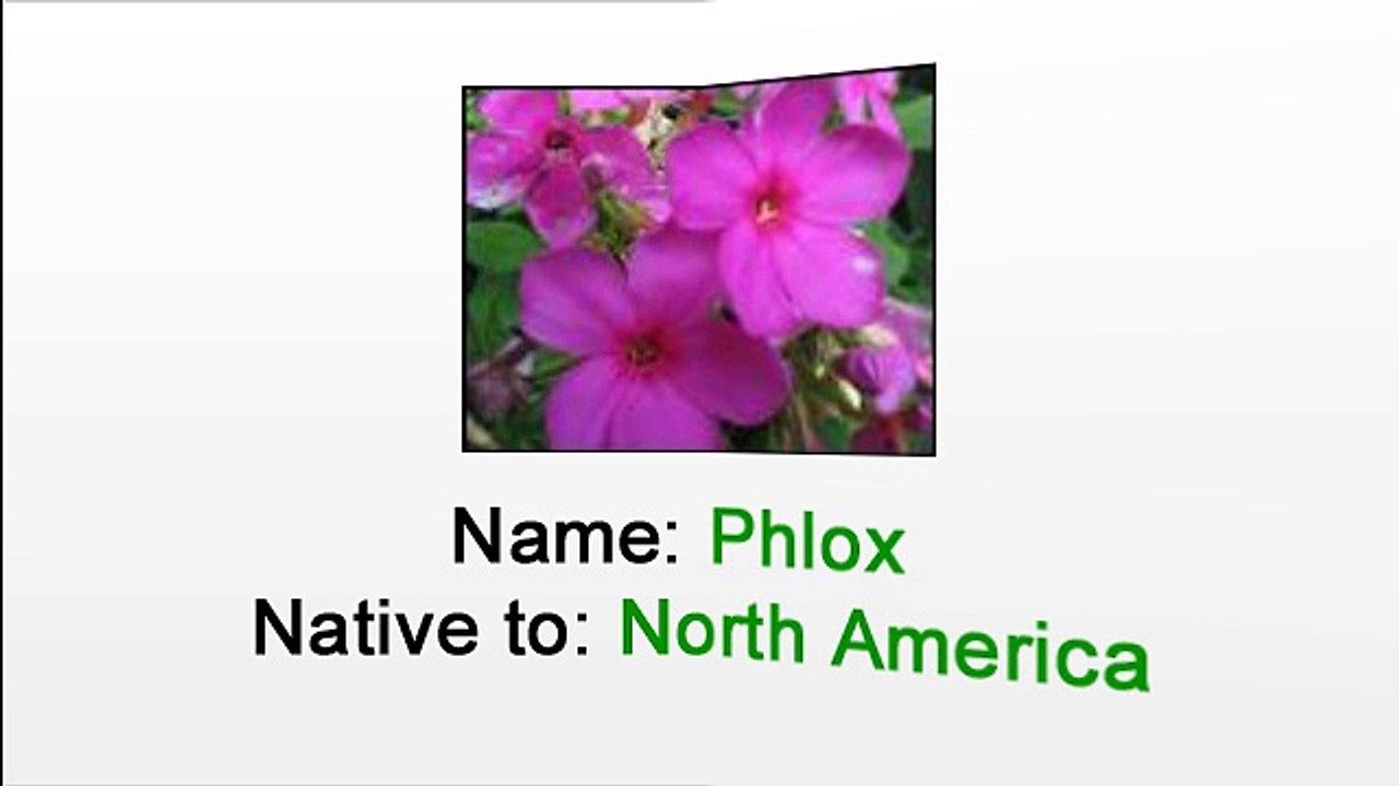 Caring for Phlox - By a Florist in Manhattan NYC