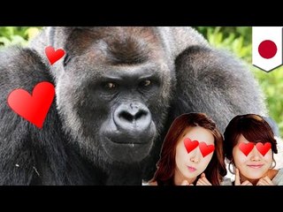 일본인 여성들, 섹시한 고릴라에게 마음을 빼앗겨