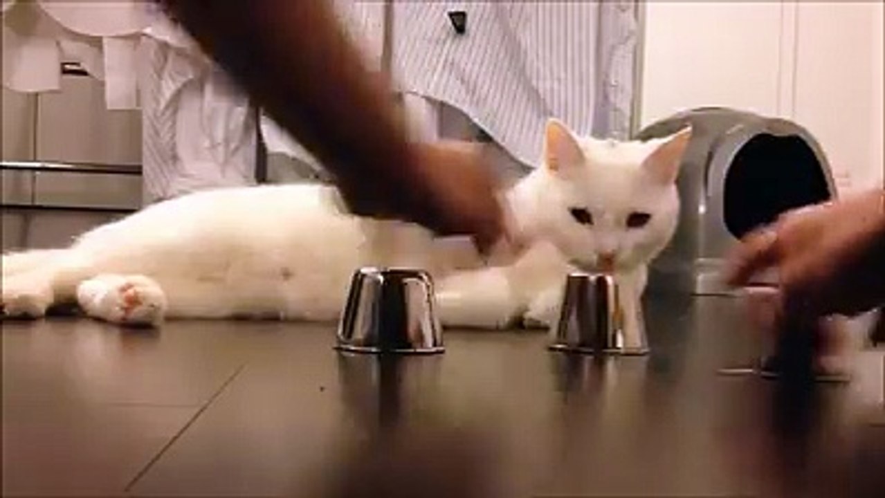 How A Cat Training