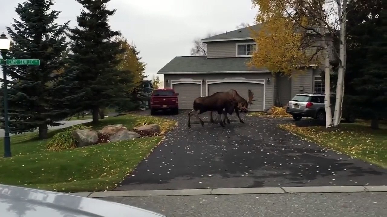 2 rennes se battent devant une maison : combat violent!