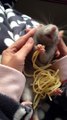 Cute Rat eating Spaghetti is your little moment of today!