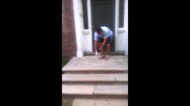 Ce bébé chien a trouver un meilleur chemin que les escaliers... Direct dans le buisson